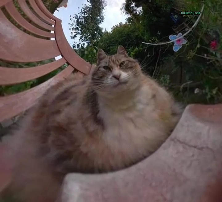 Kedi #3207