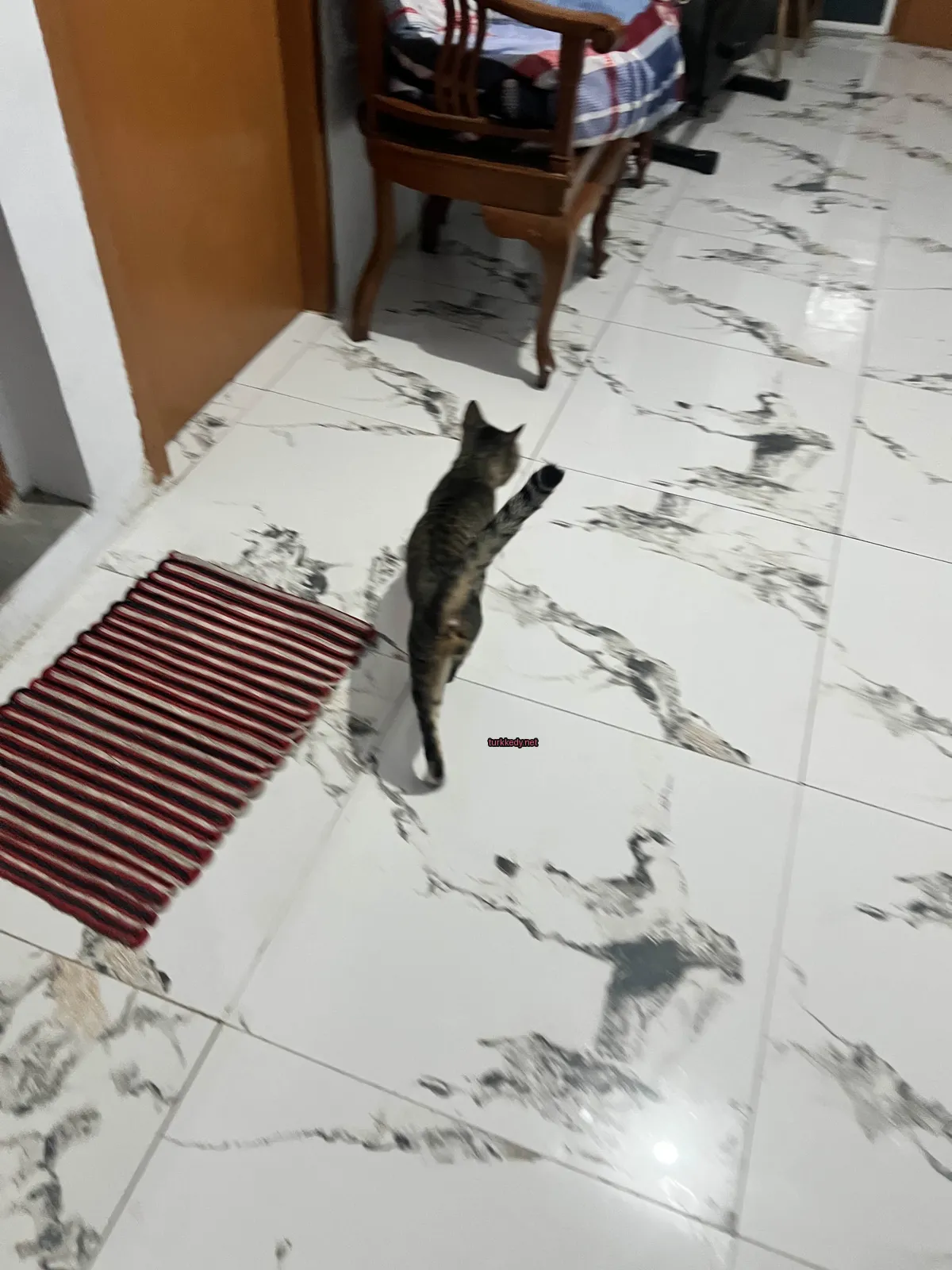 Kedi #3208