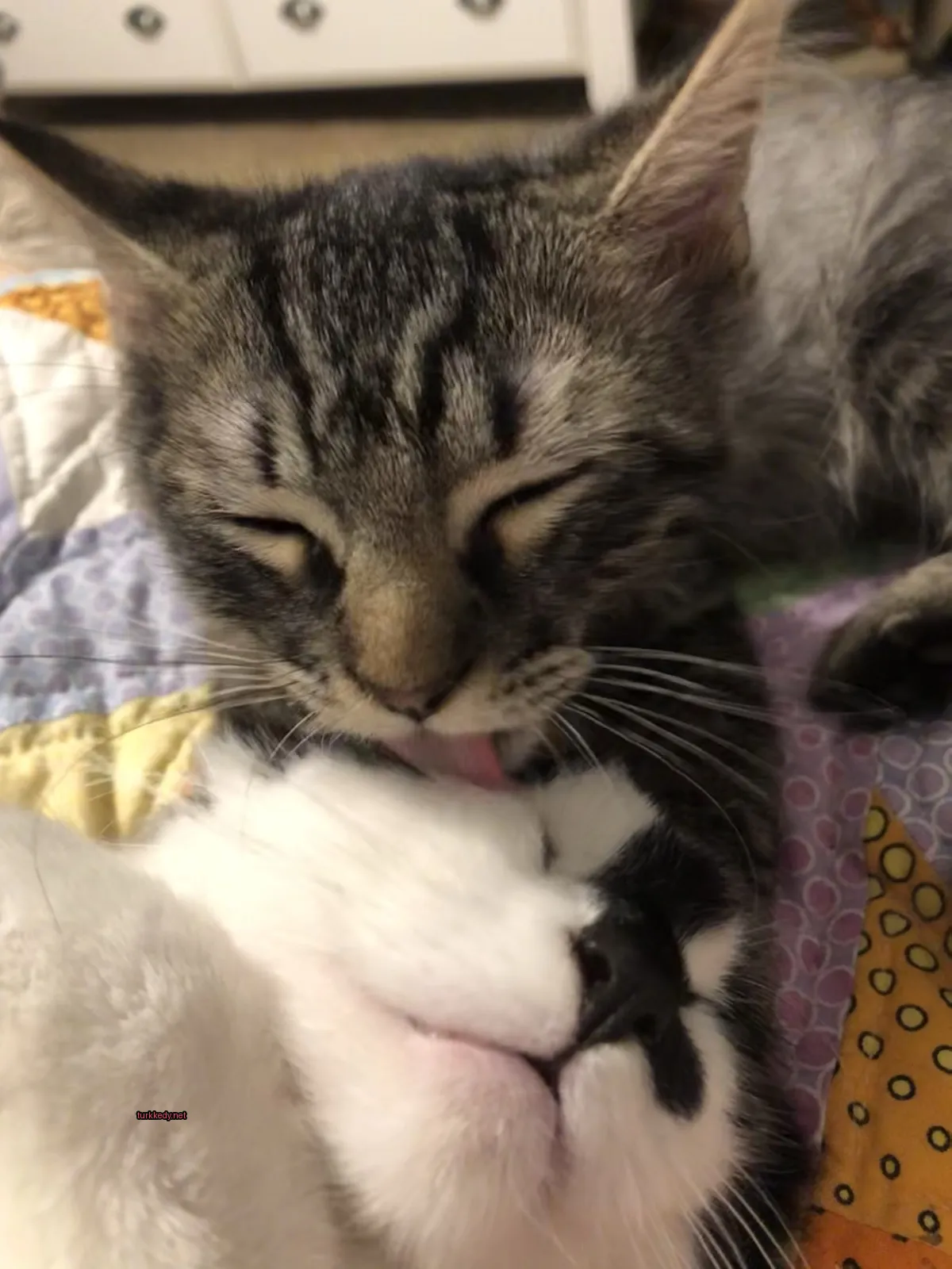 Kedi #3209