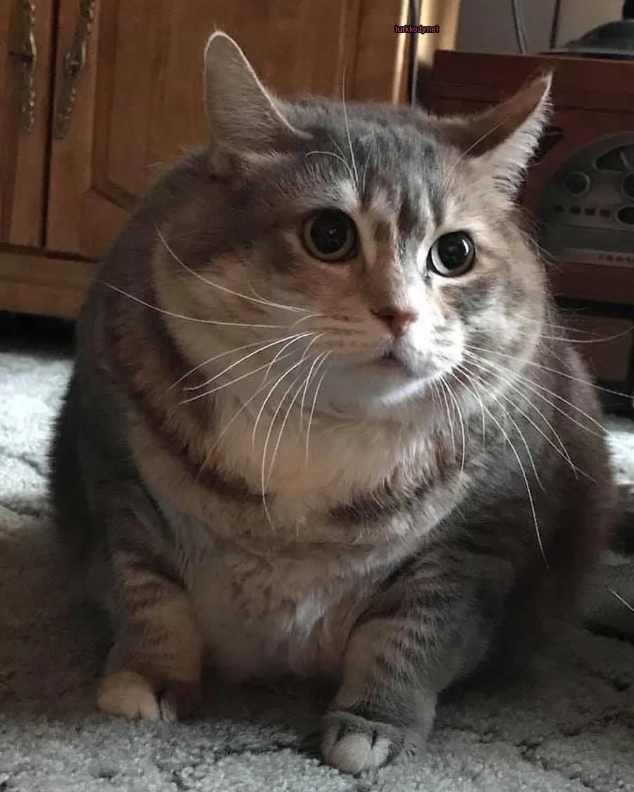 Kedi #3210