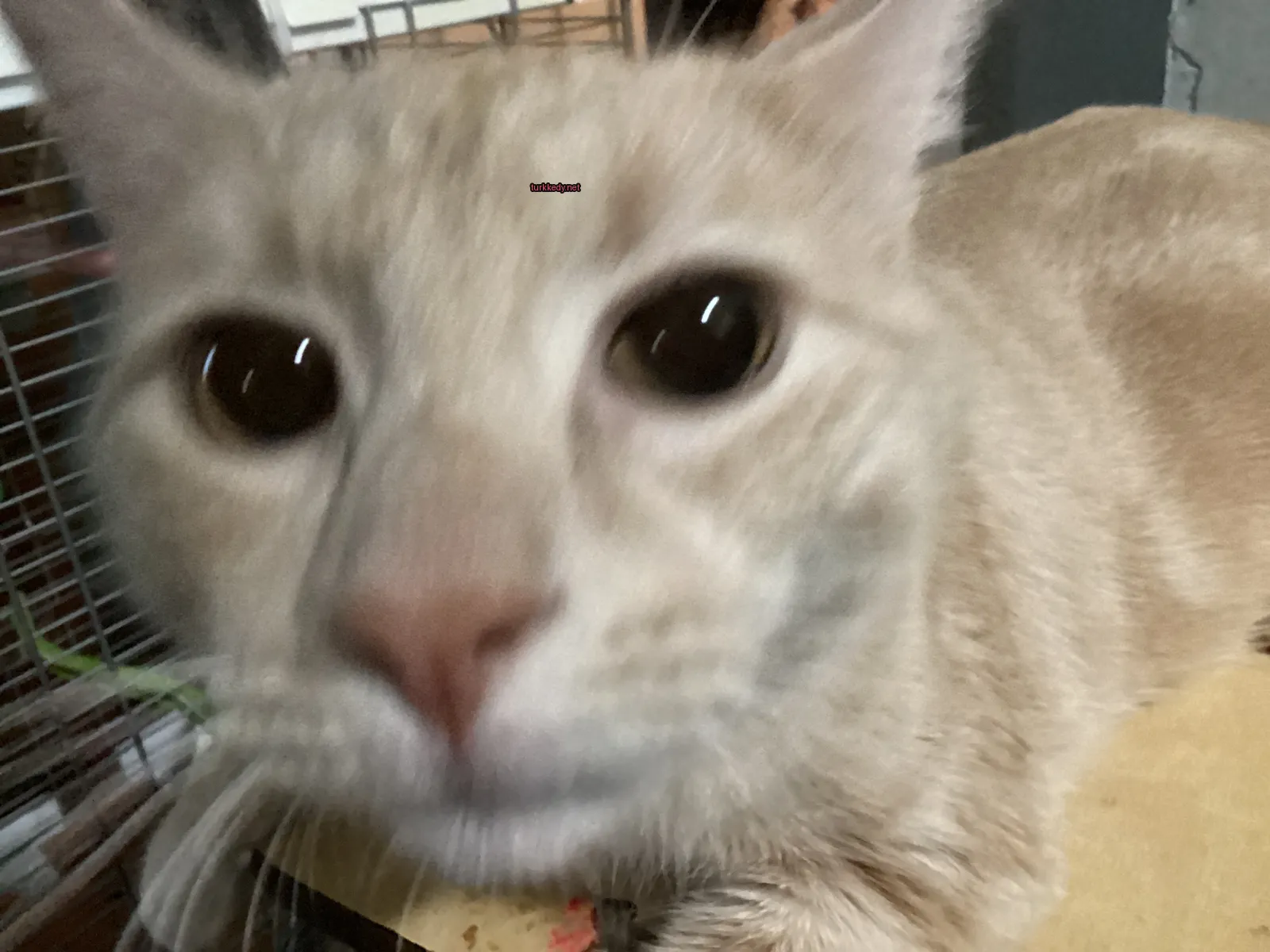 Kedi #3212
