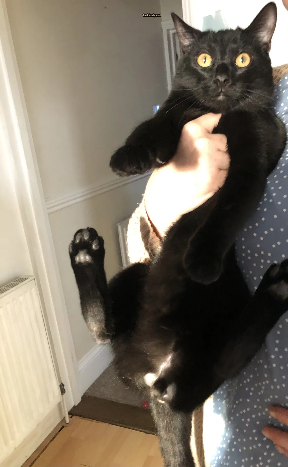 Kedi #3211