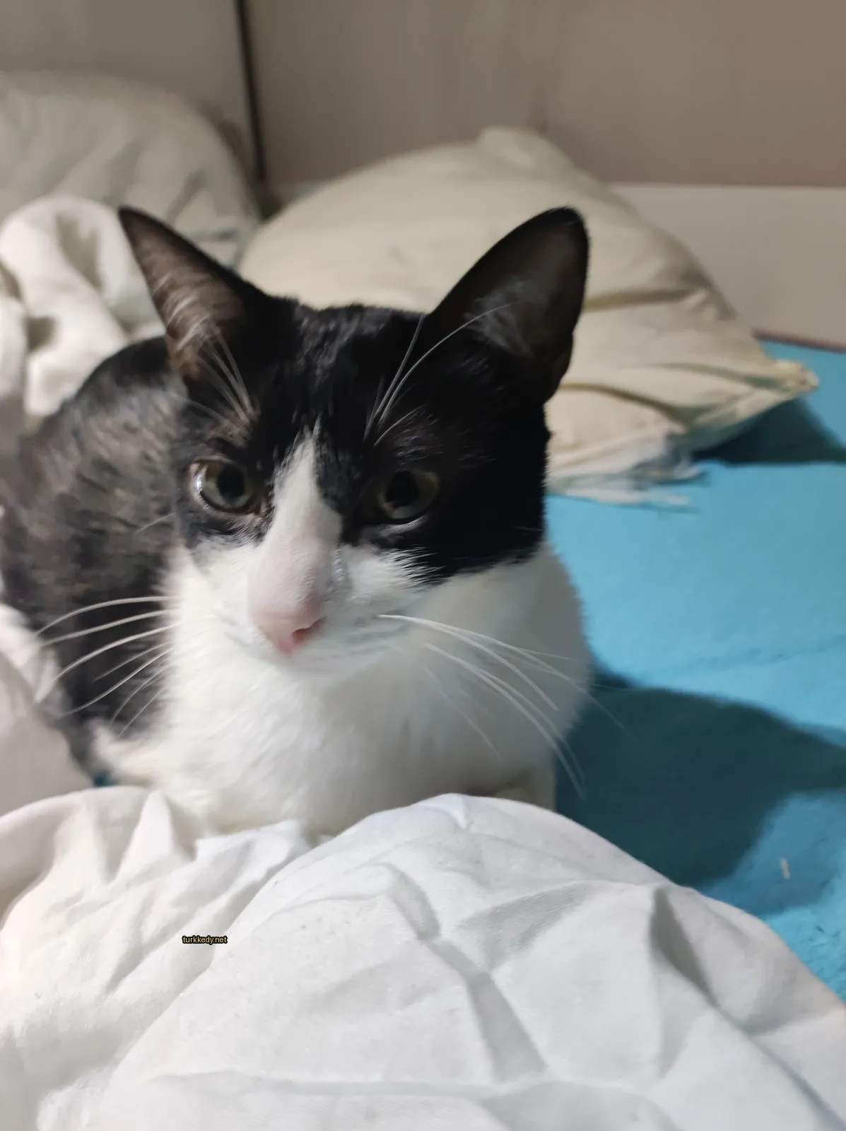Kedi #3213