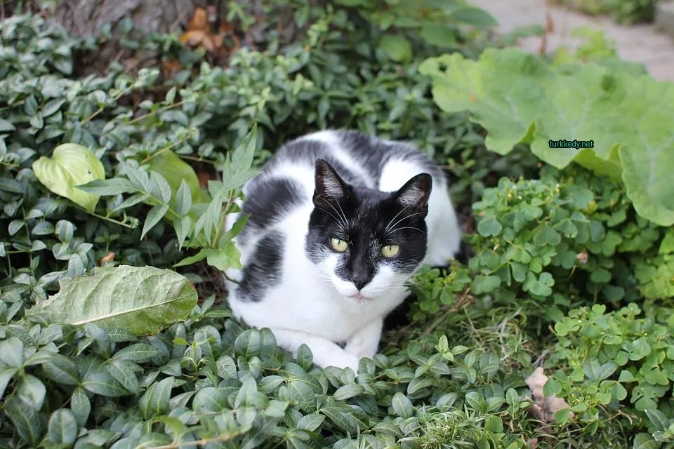 Kedi #3214