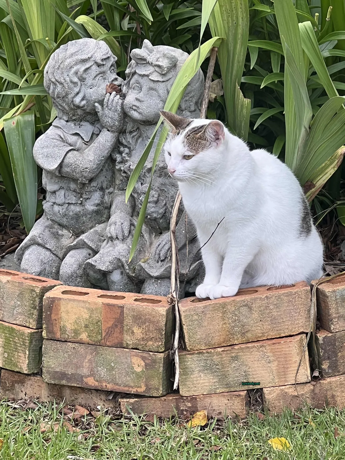 Kedi #3216
