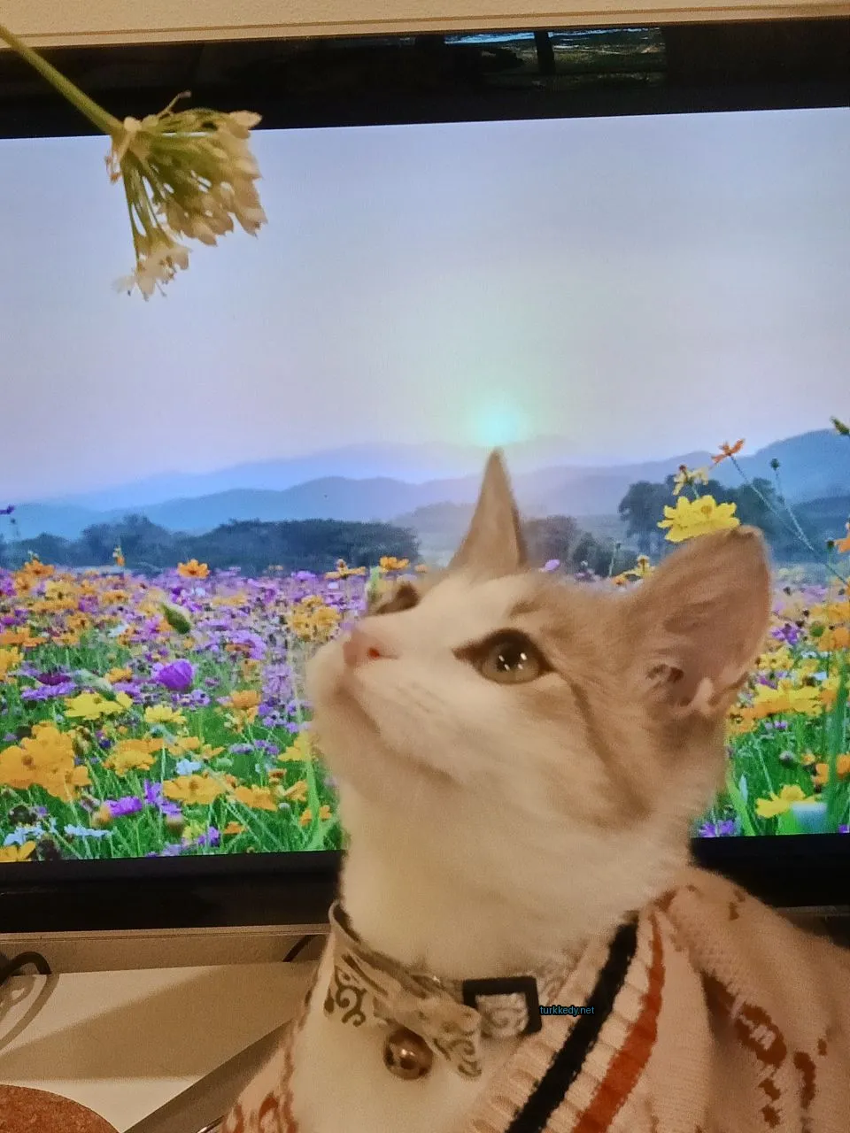 Kedi #3215