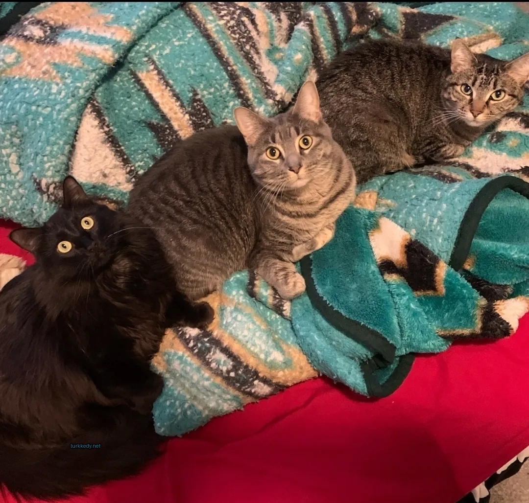Kedi #3217