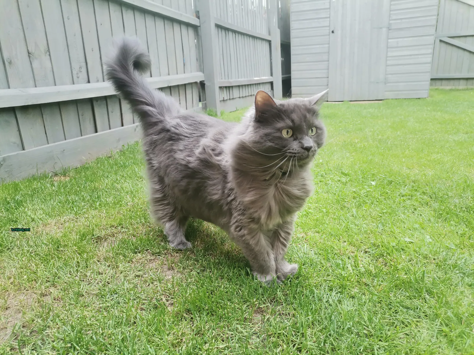 Kedi #3219