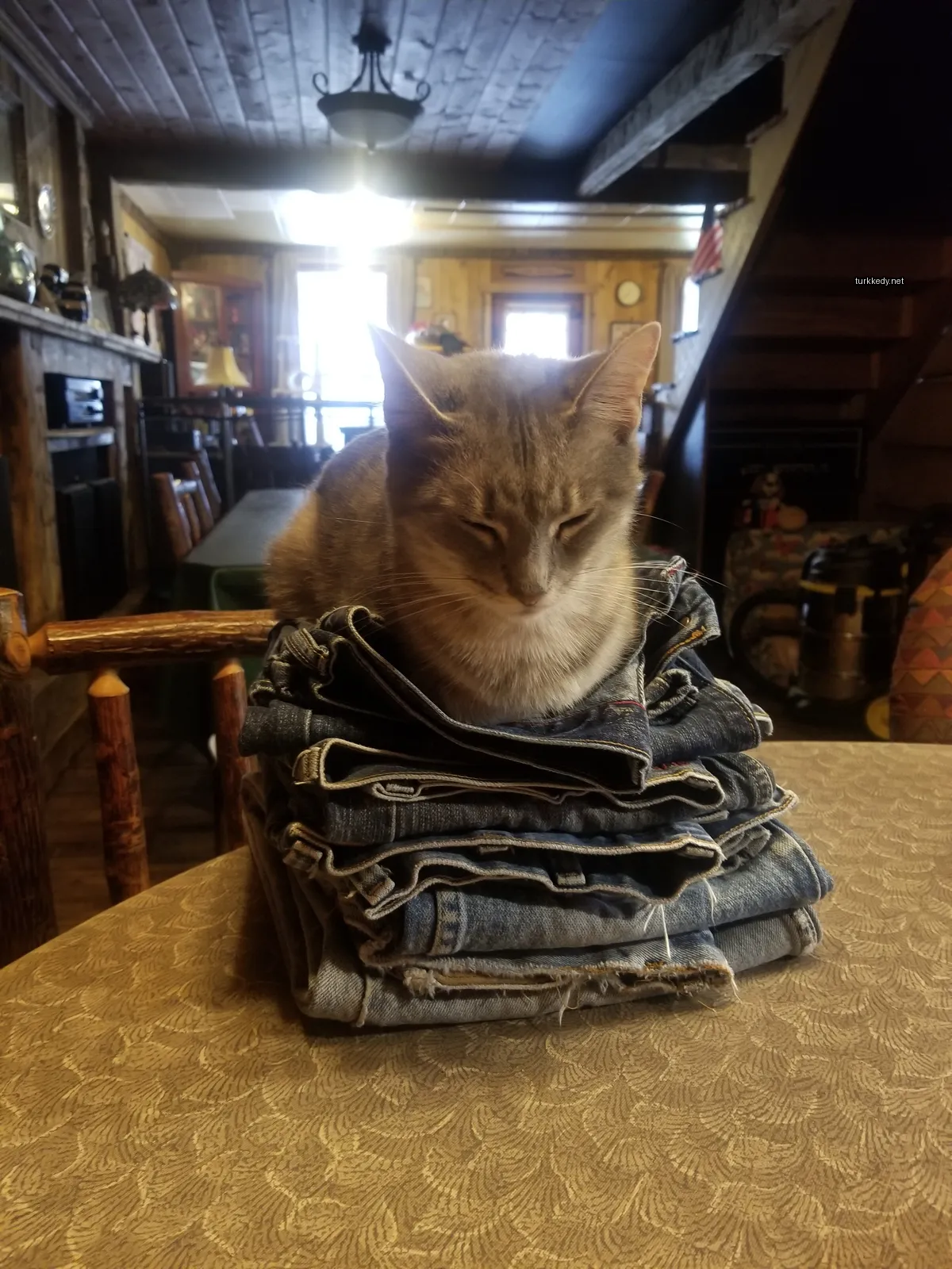 Kedi #3220