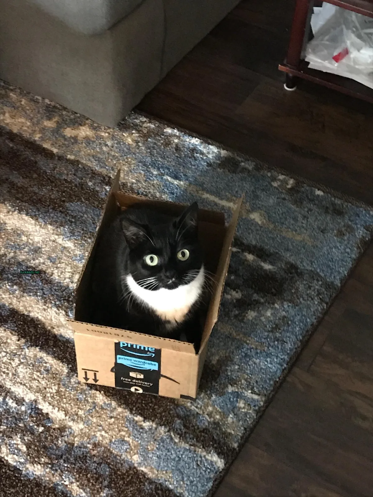Kedi #3222