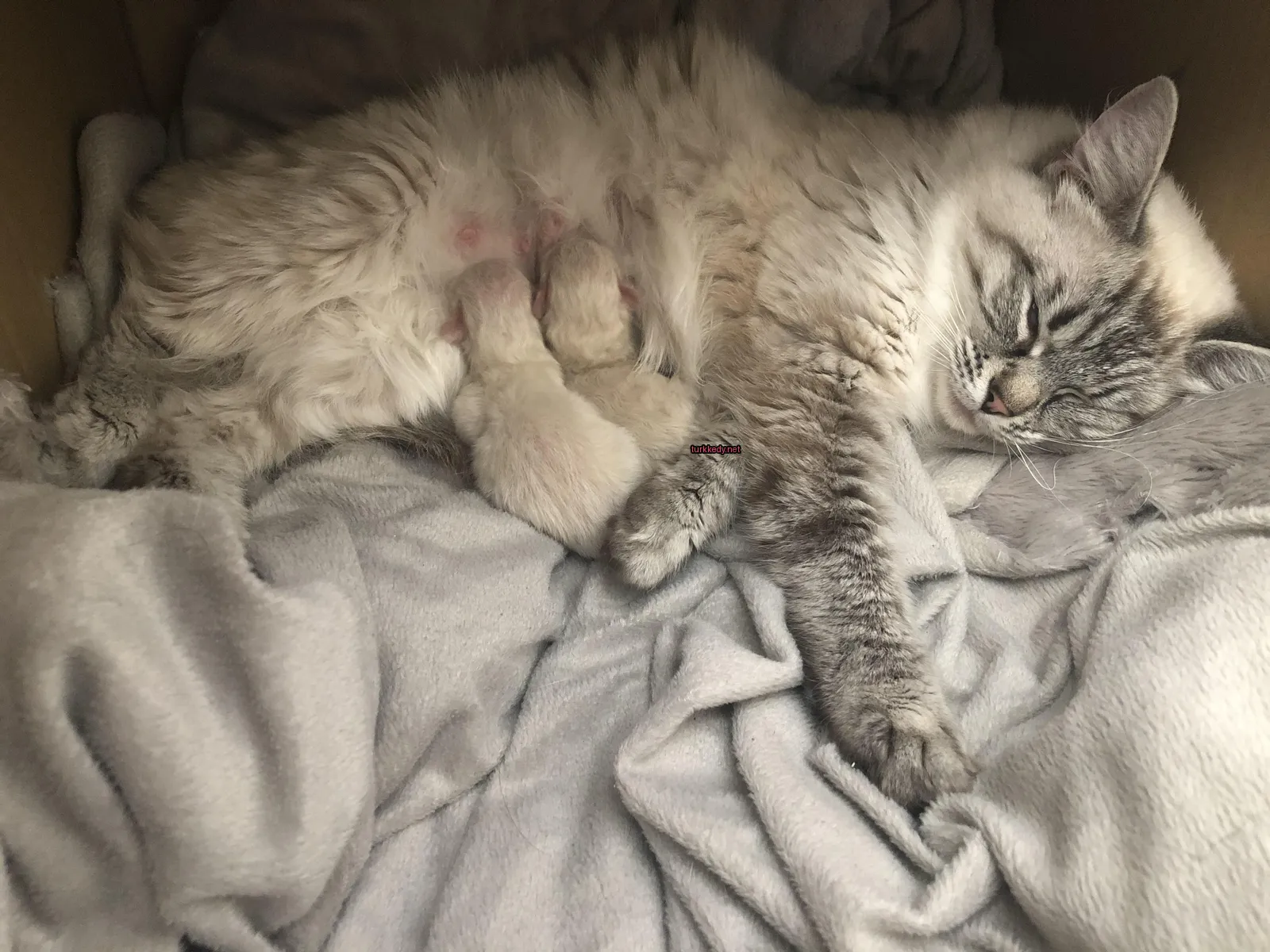 Kedi #3221
