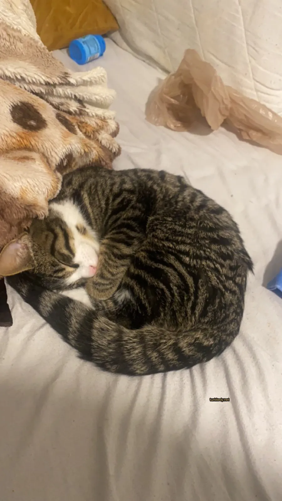 Kedi #3223