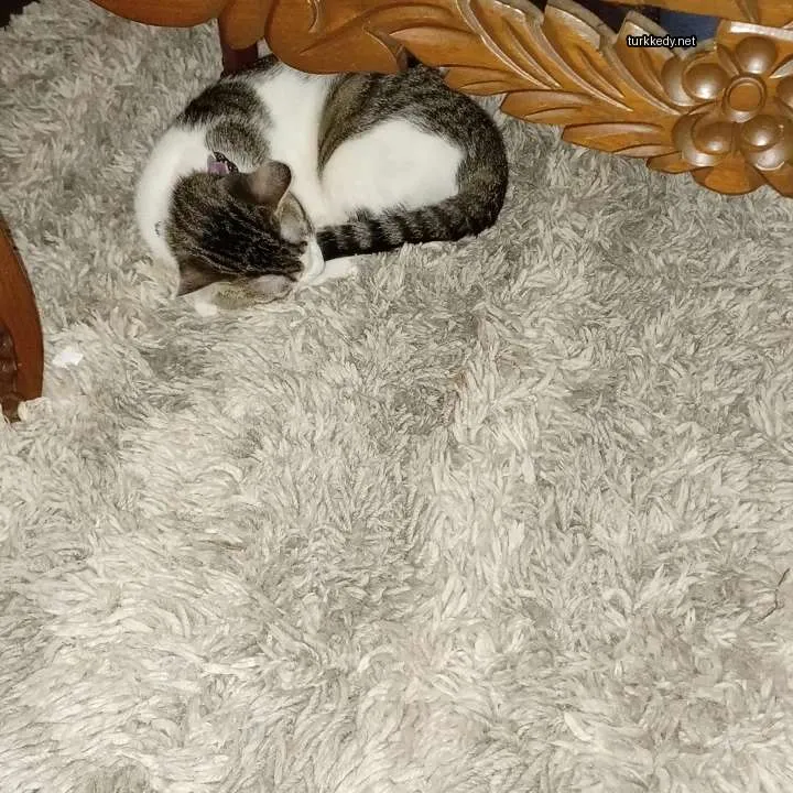 Kedi #3224