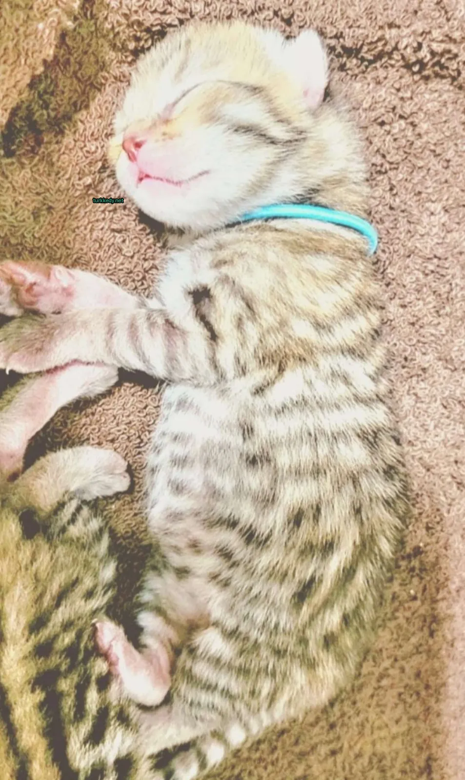 Kedi #3227