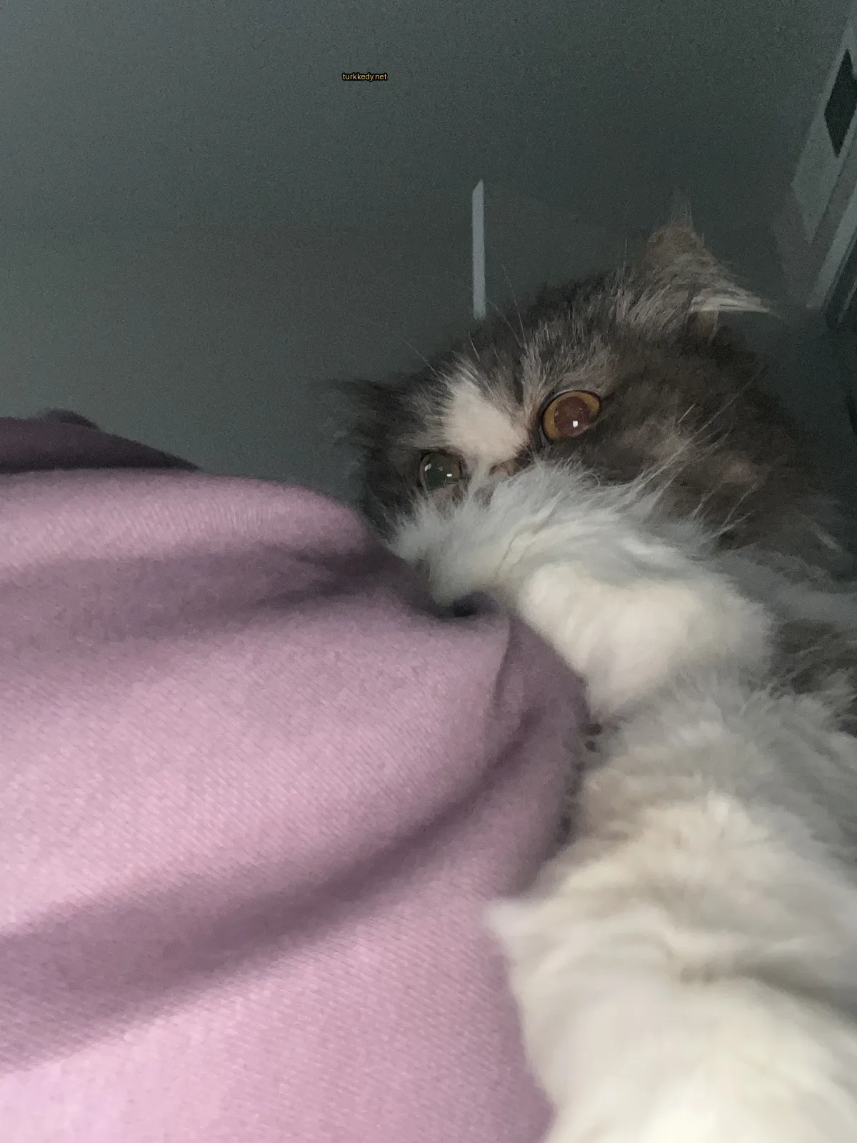 Kedi #3229