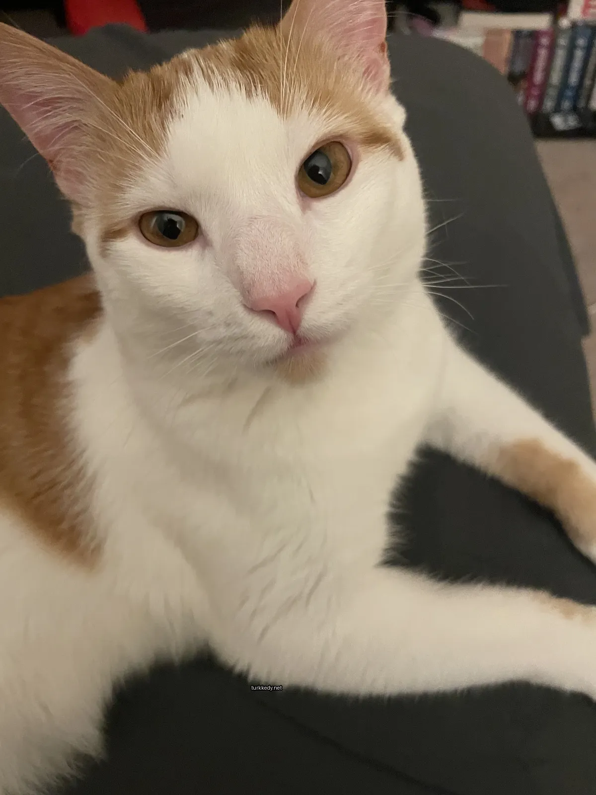 Kedi #3228
