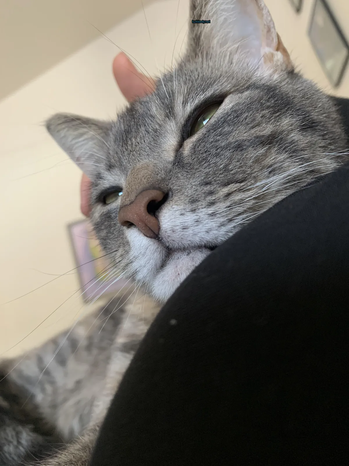 Kedi #3231