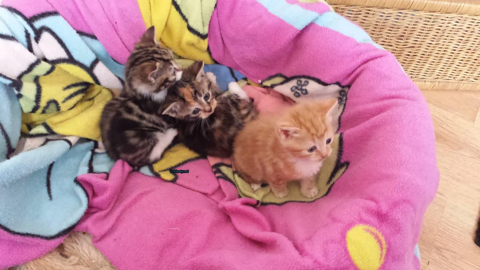 Kedi #3230
