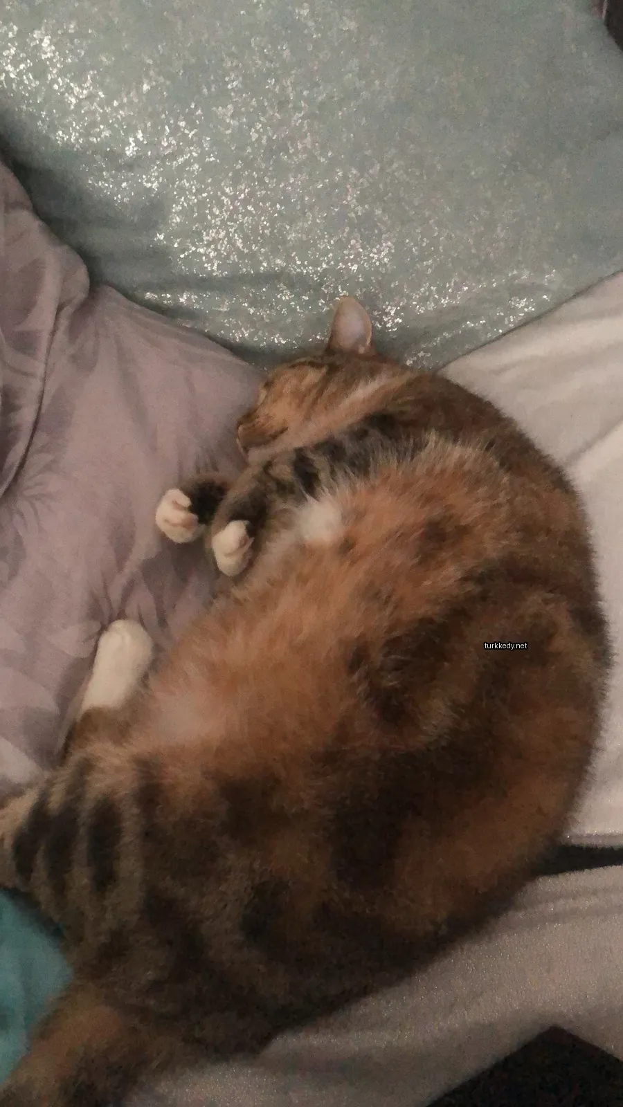 Kedi fotoğrafı #3232