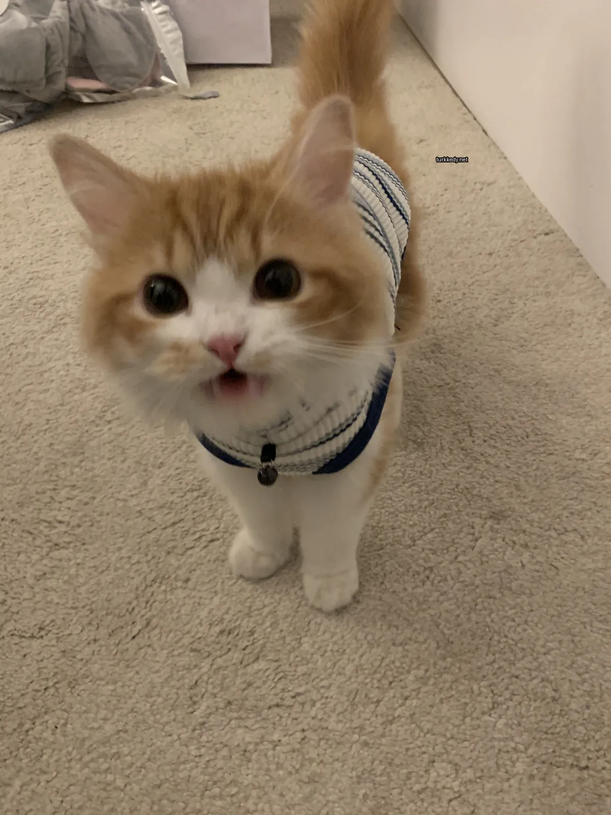 Kedi #3233