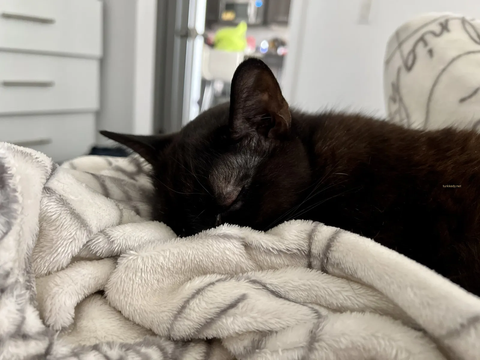 Kedi #3234