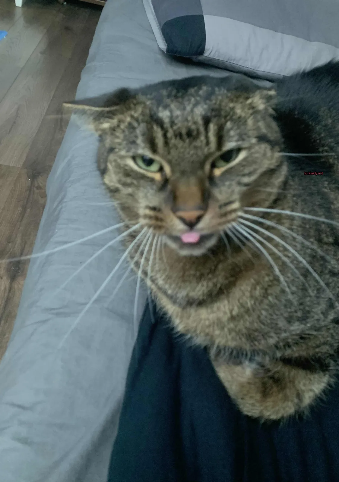 Kedi #3235