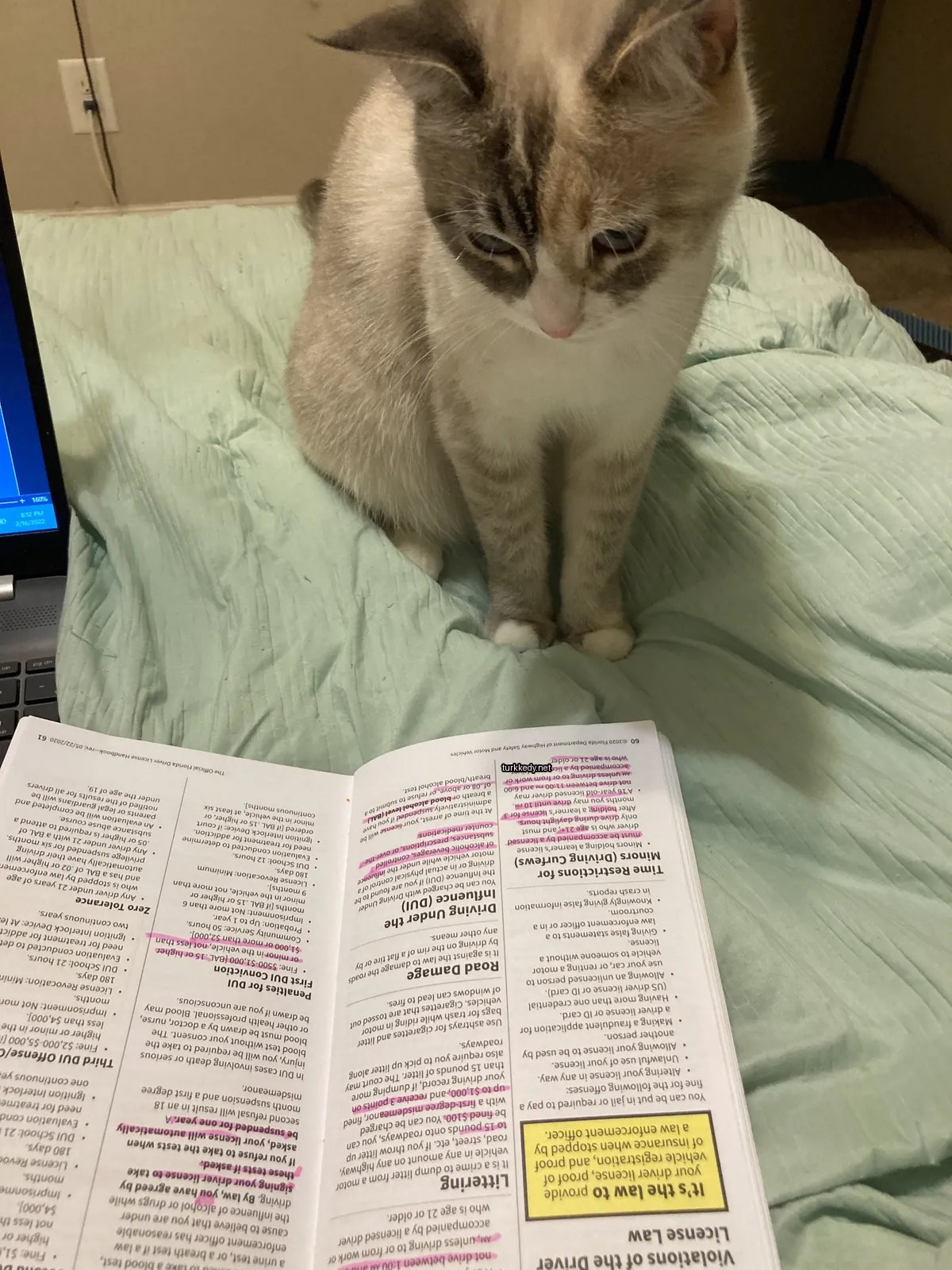 Kedi #3236