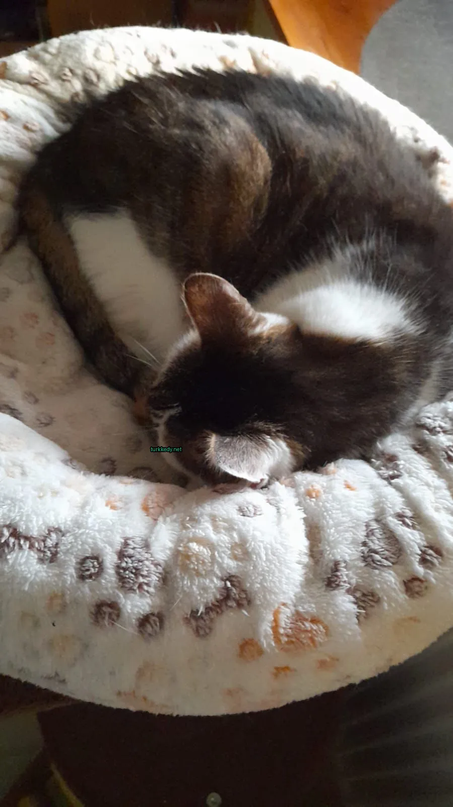 Kedi #3239