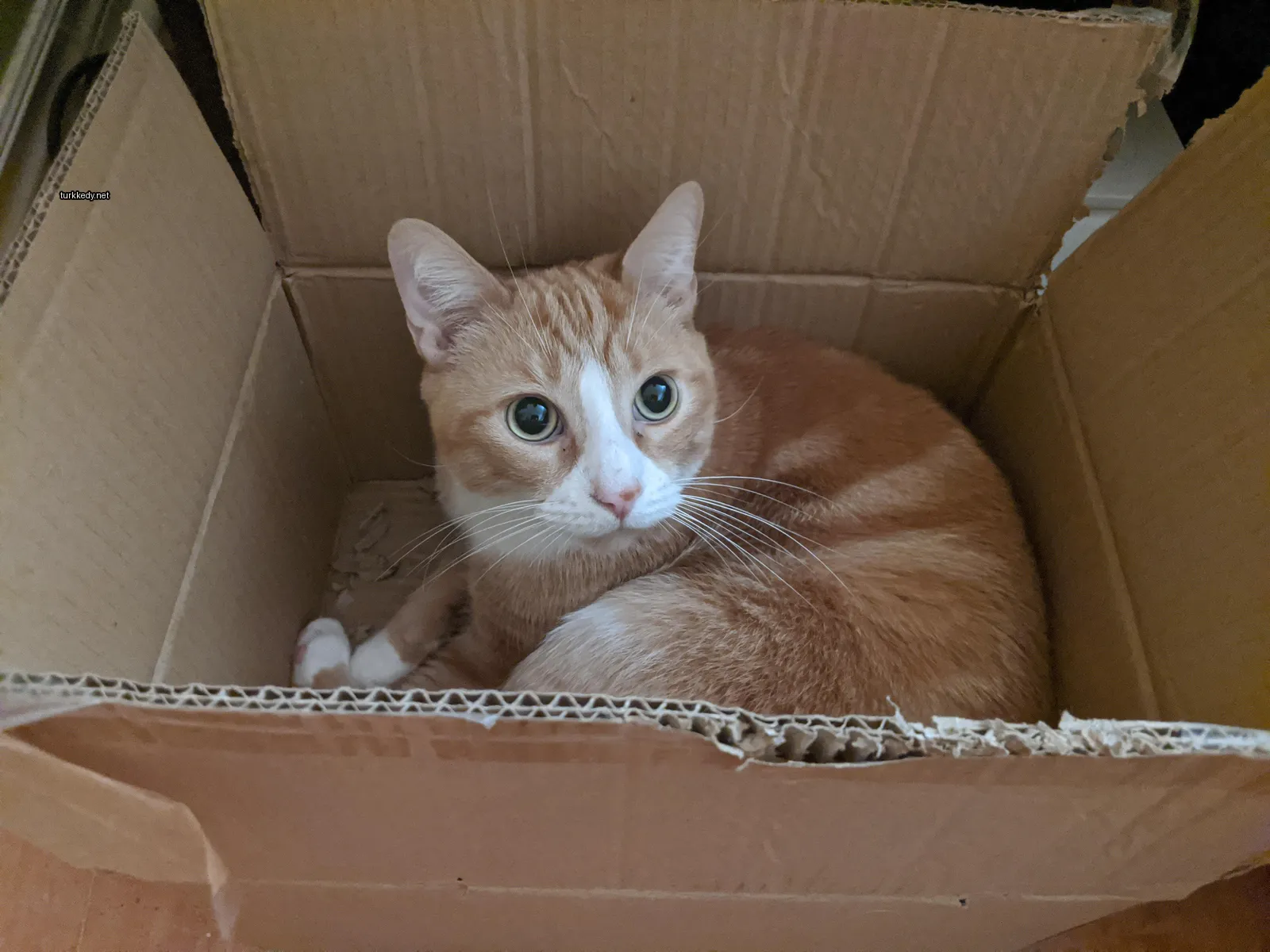 Kedi #3237
