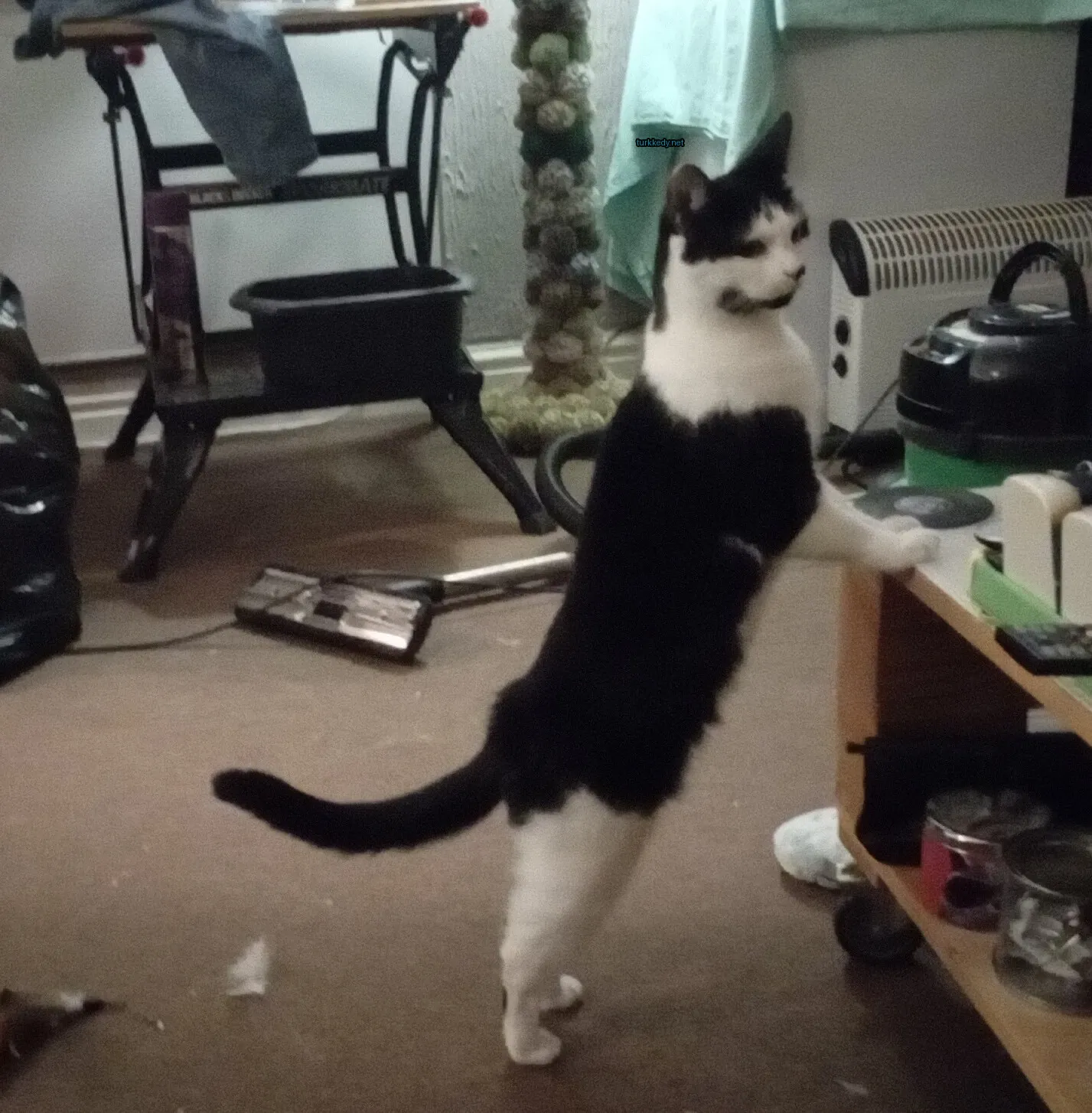 Kedi #3241