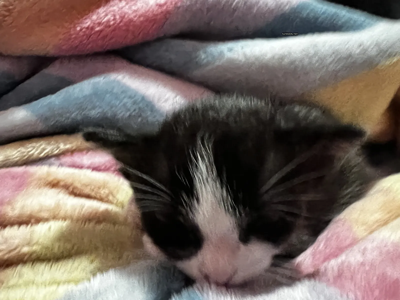 Kedi #3240