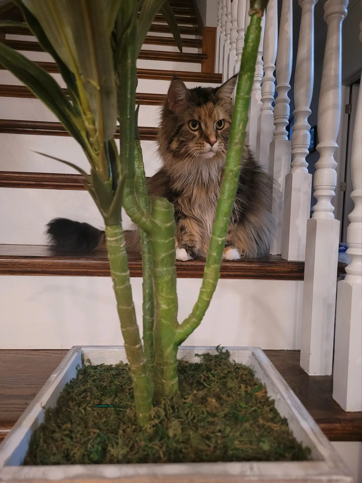 Kedi #3242