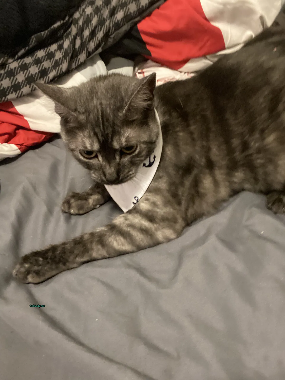 Kedi fotoğrafı #3243
