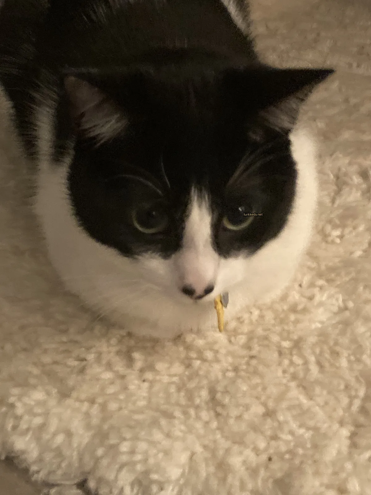 Kedi #3244