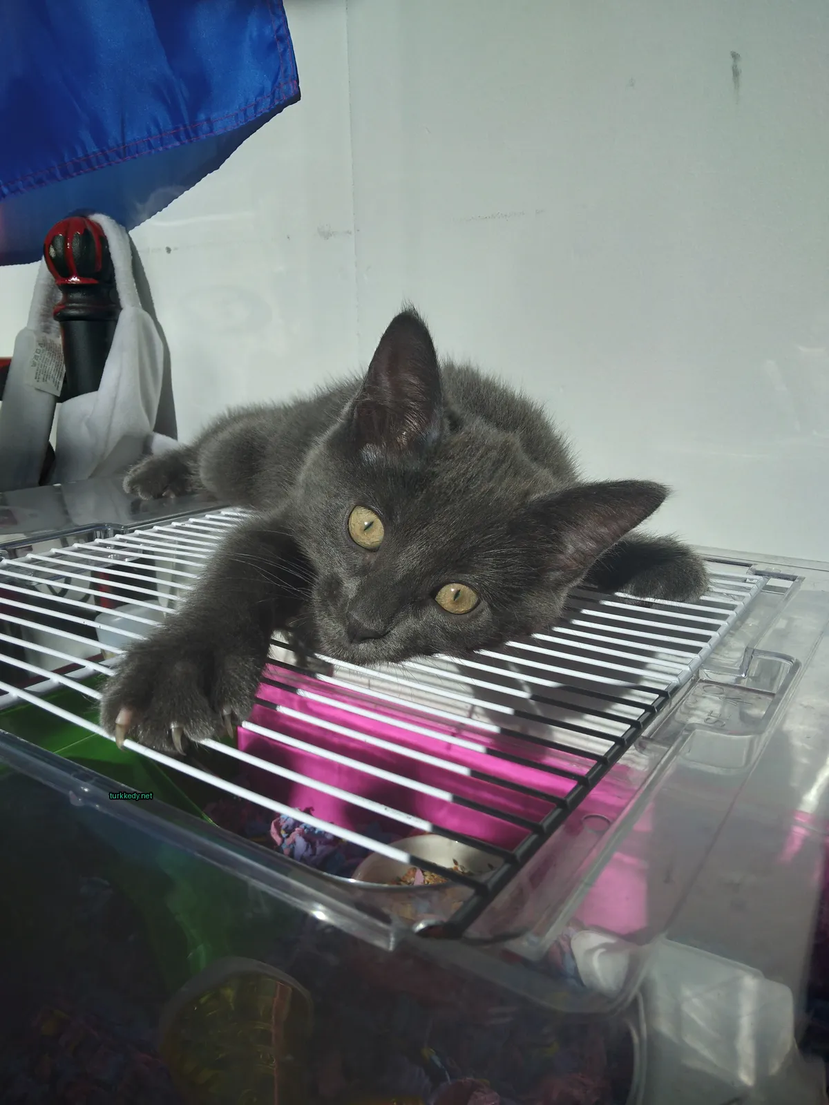 Kedi #3245