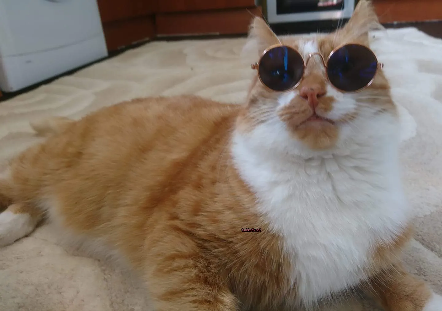 Kedi #3247