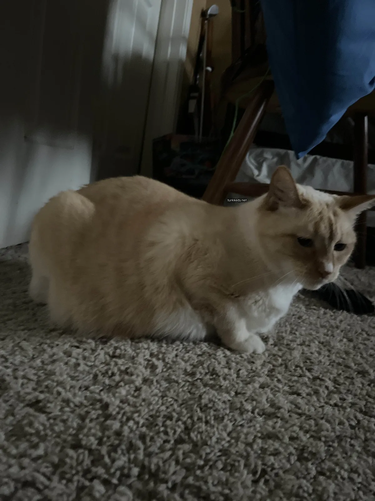 Kedi #3246