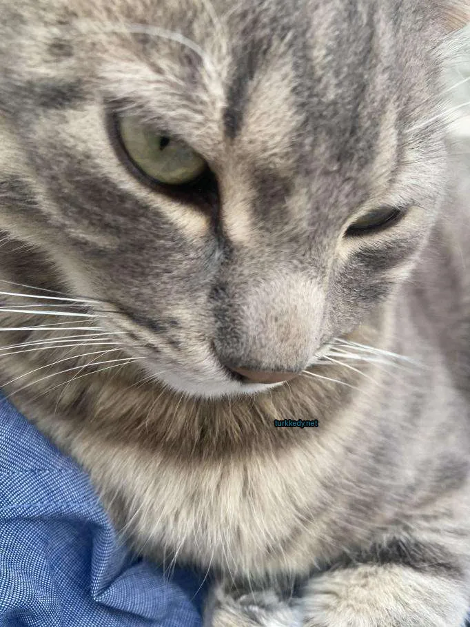 Kedi #3248