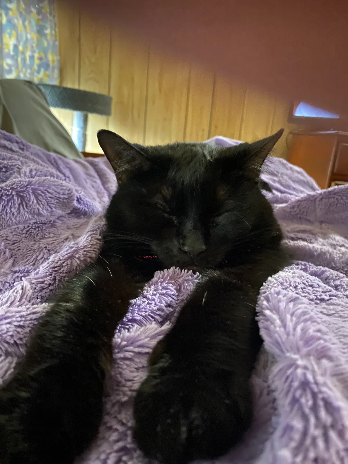 Kedi #3249
