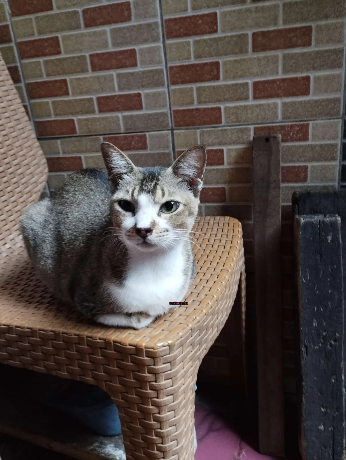 Kedi #3250