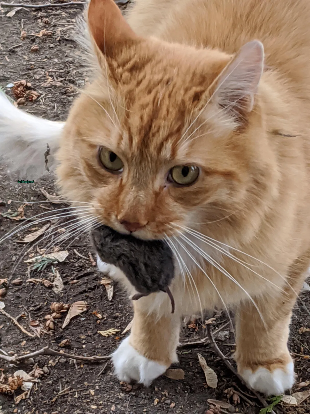 Kedi #3253