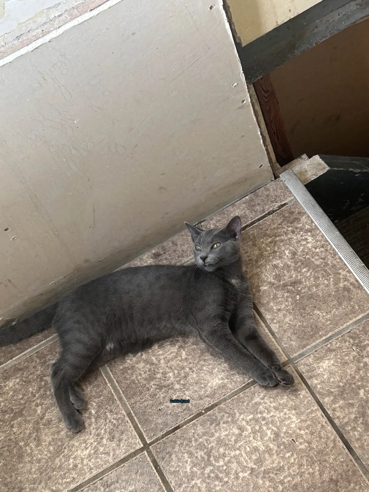 Kedi #3252