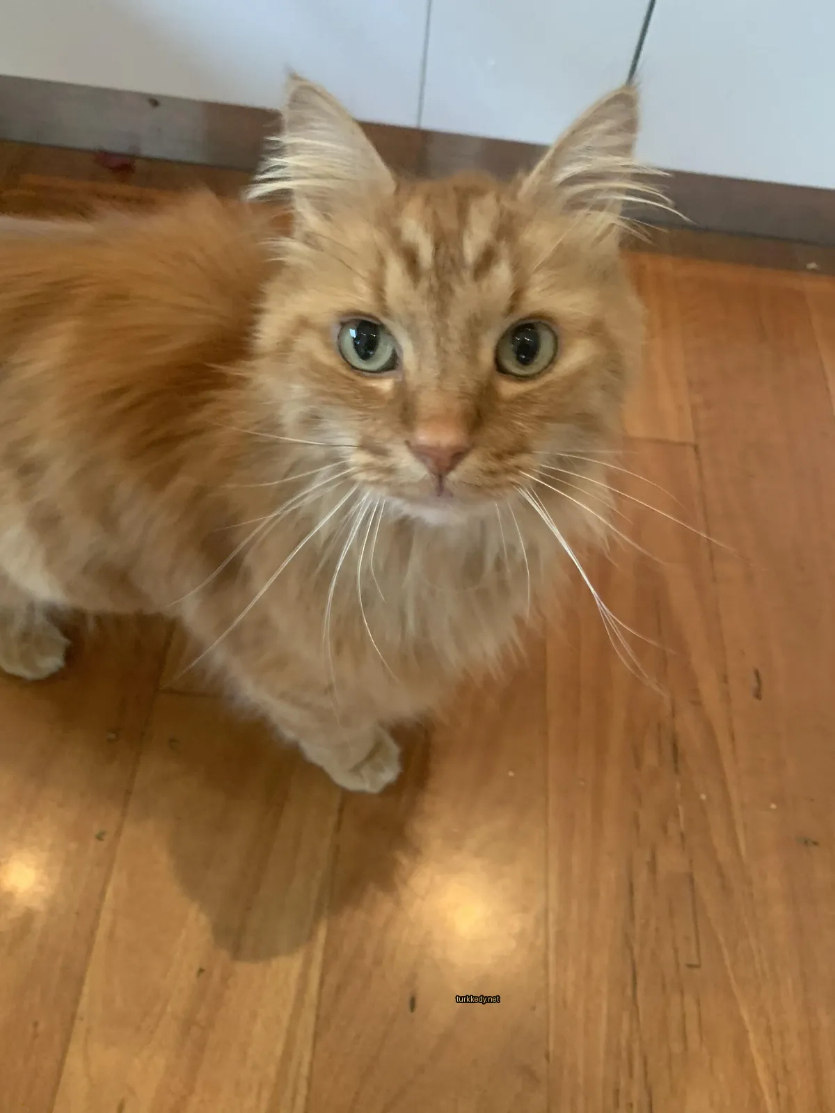 Kedi #3251