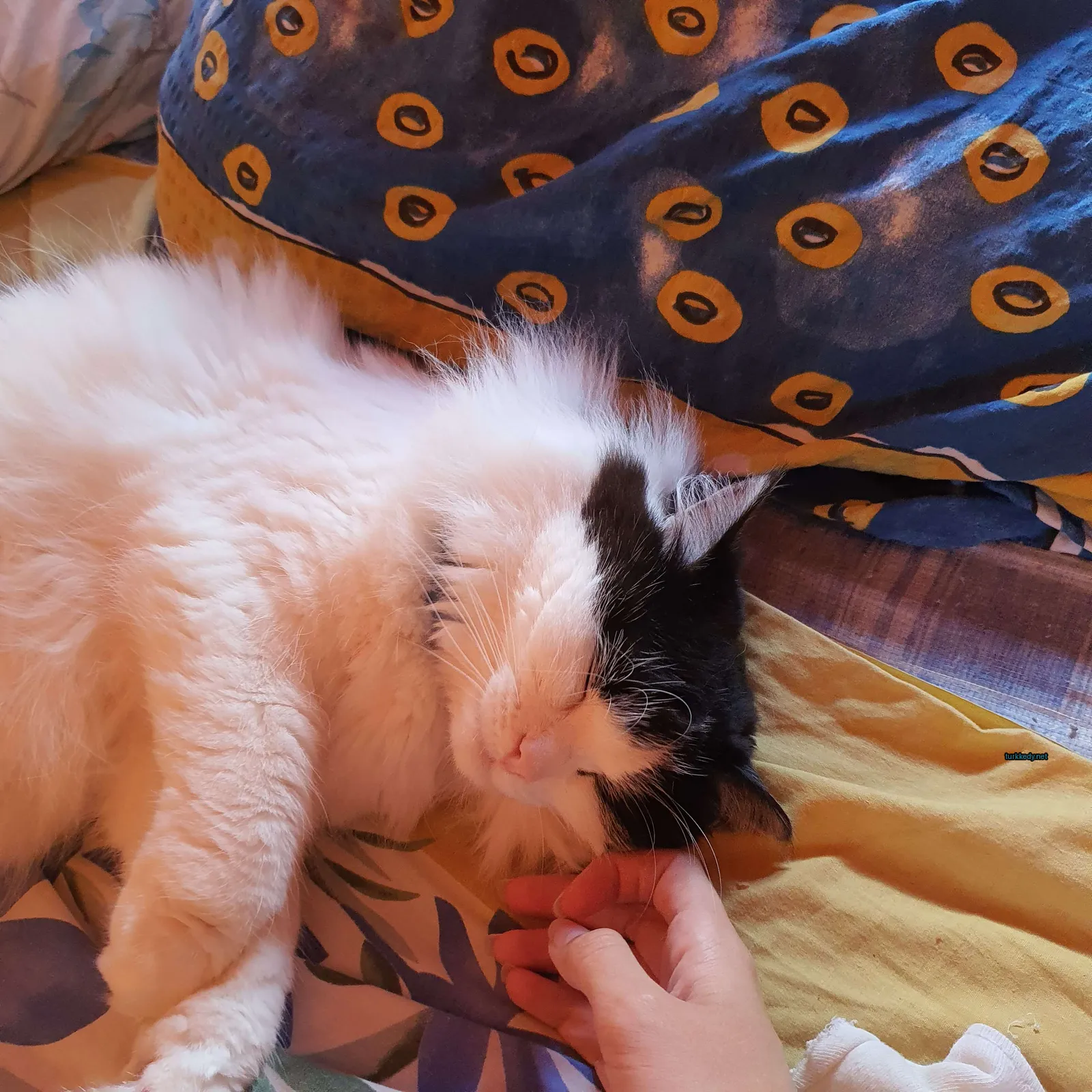 Kedi #3254