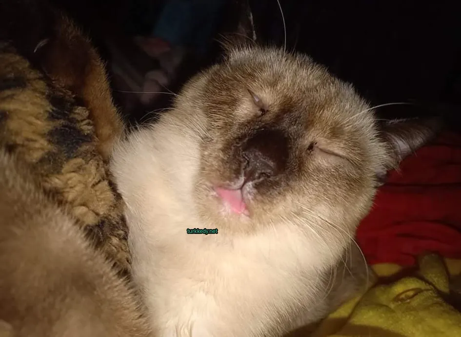 Kedi #3256