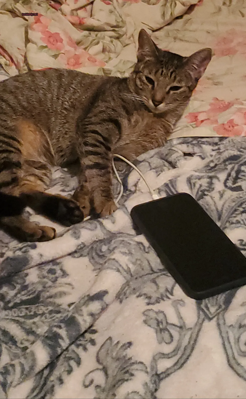 Kedi fotoğrafı #3255