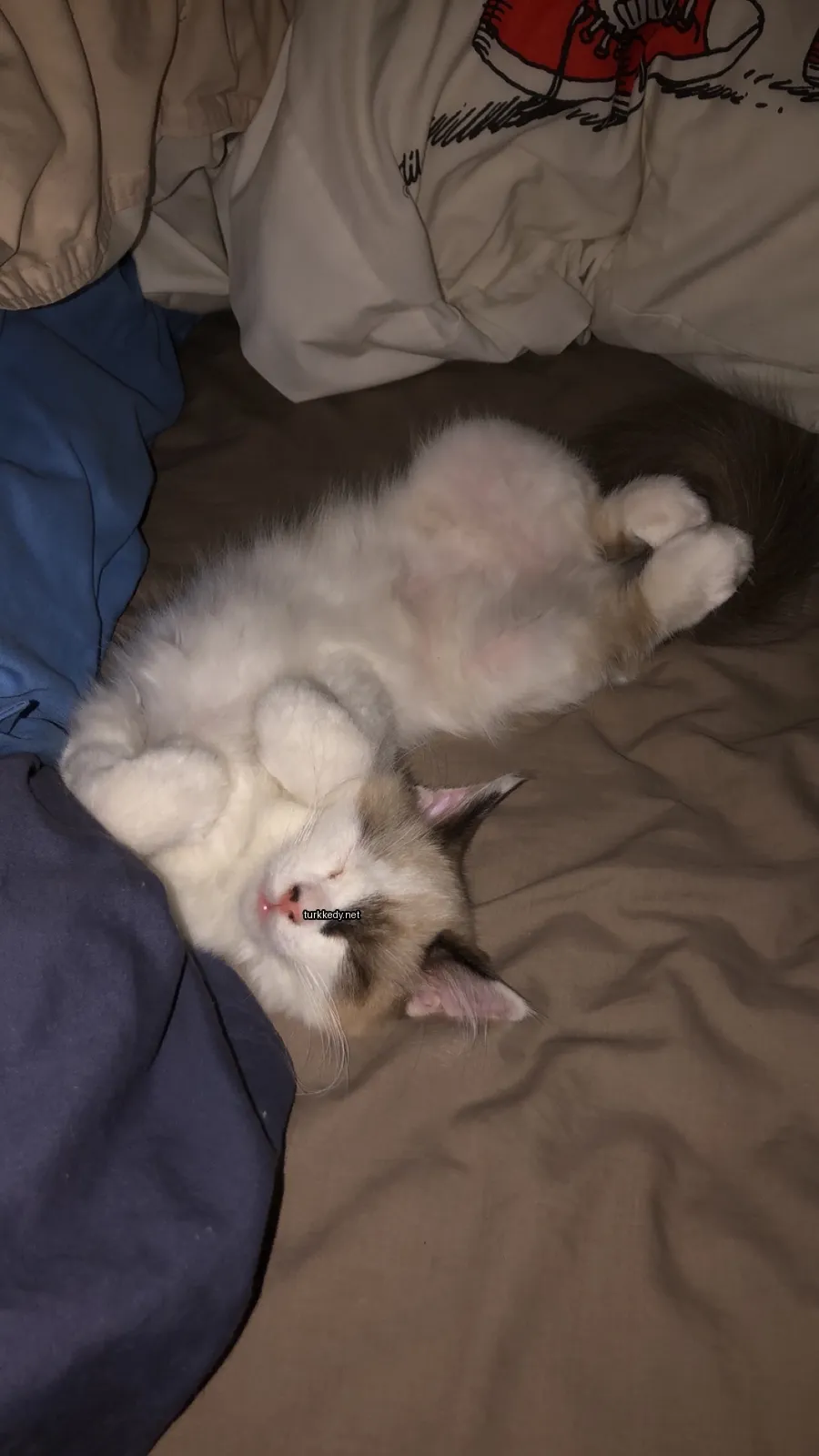Kedi #3257
