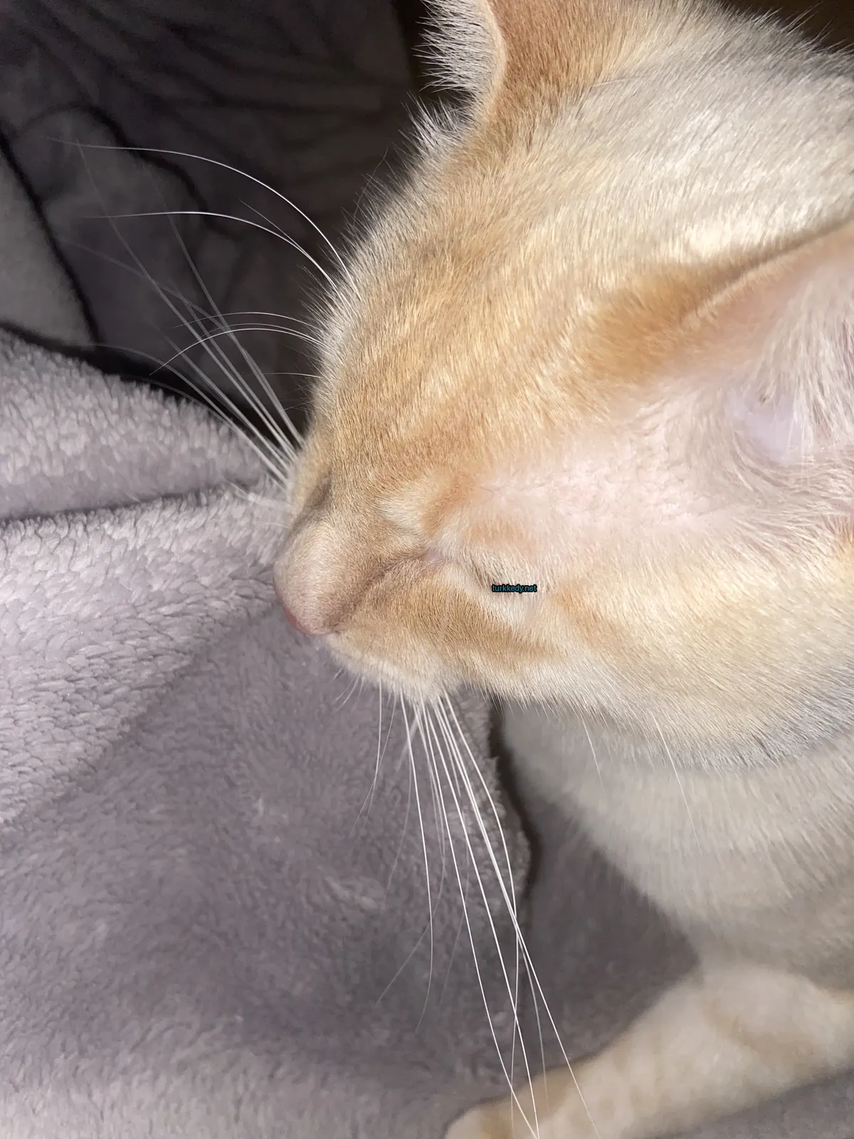 Kedi #3258