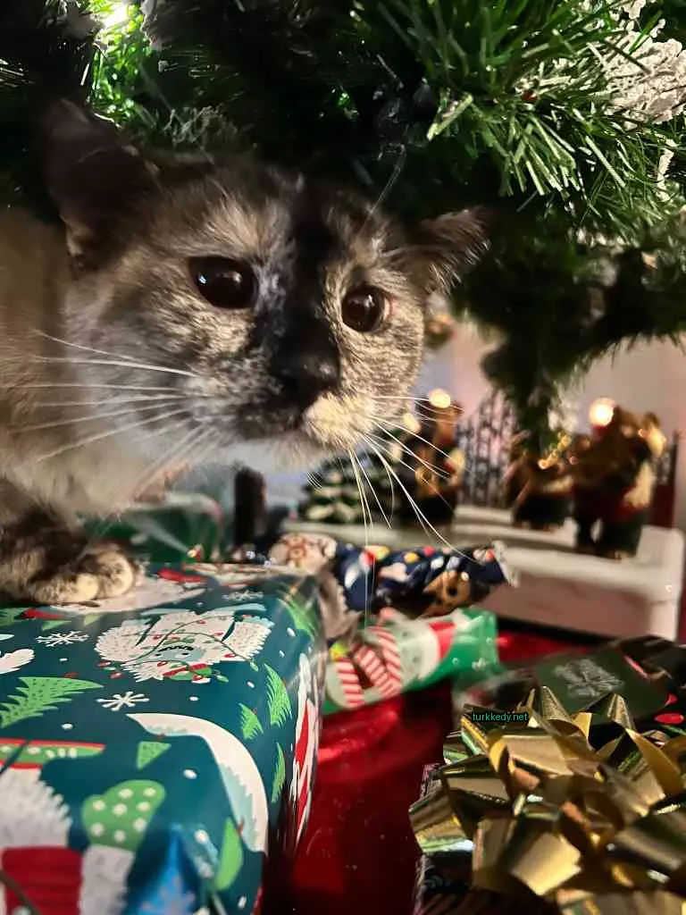 Kedi #3259