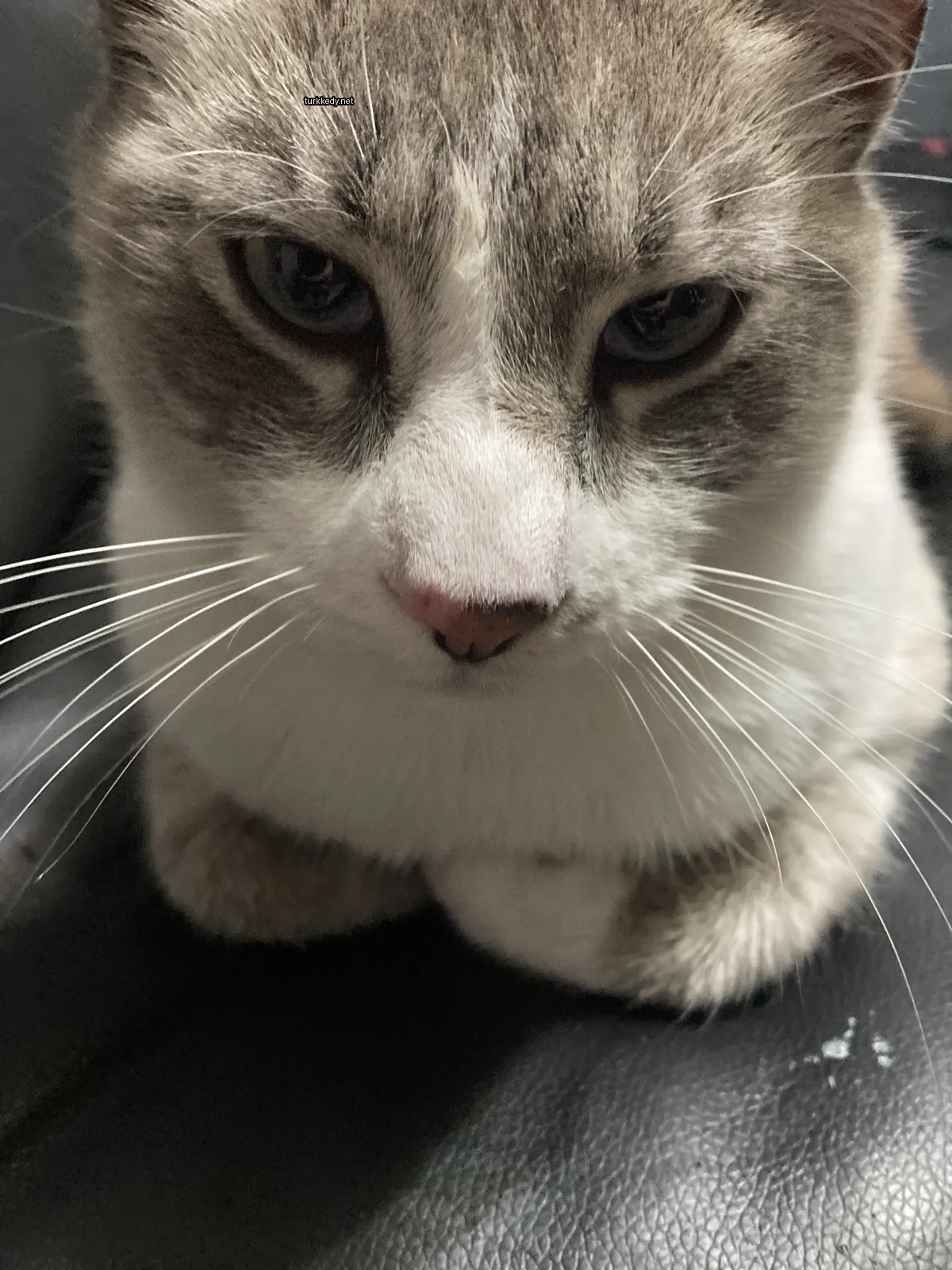 Kedi #3260